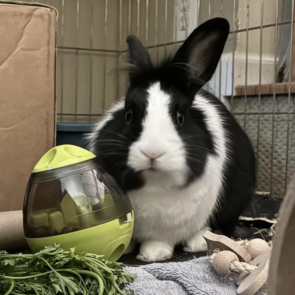 Beau, Adoptable, Adult Male Dutch & Lionhead.