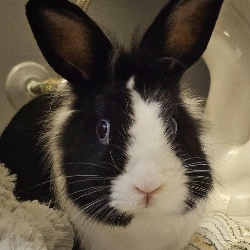 Beau, Adoptable, Adult Male Dutch & Lionhead.