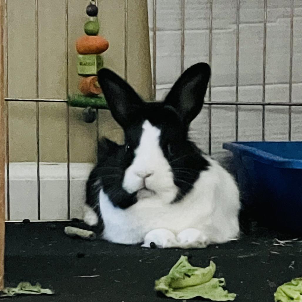 Beau, a Adoptable mixed breed image 2/6