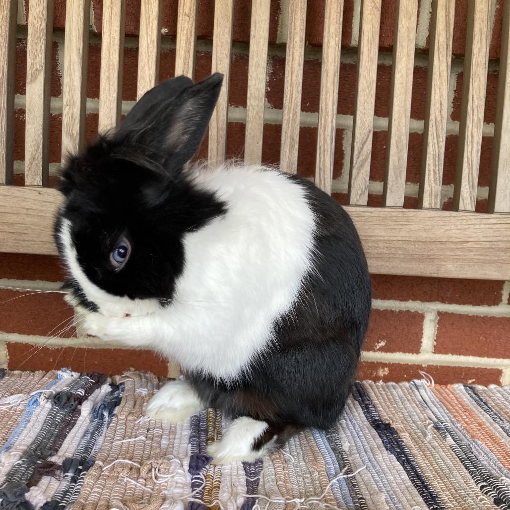 Beau, a Adoptable mixed breed image 3/6