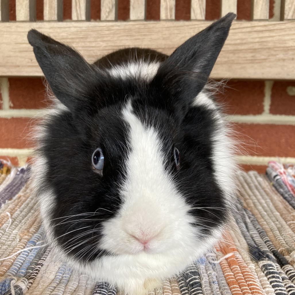 Beau, a Adoptable mixed breed in Baltimore, MD image 4/6