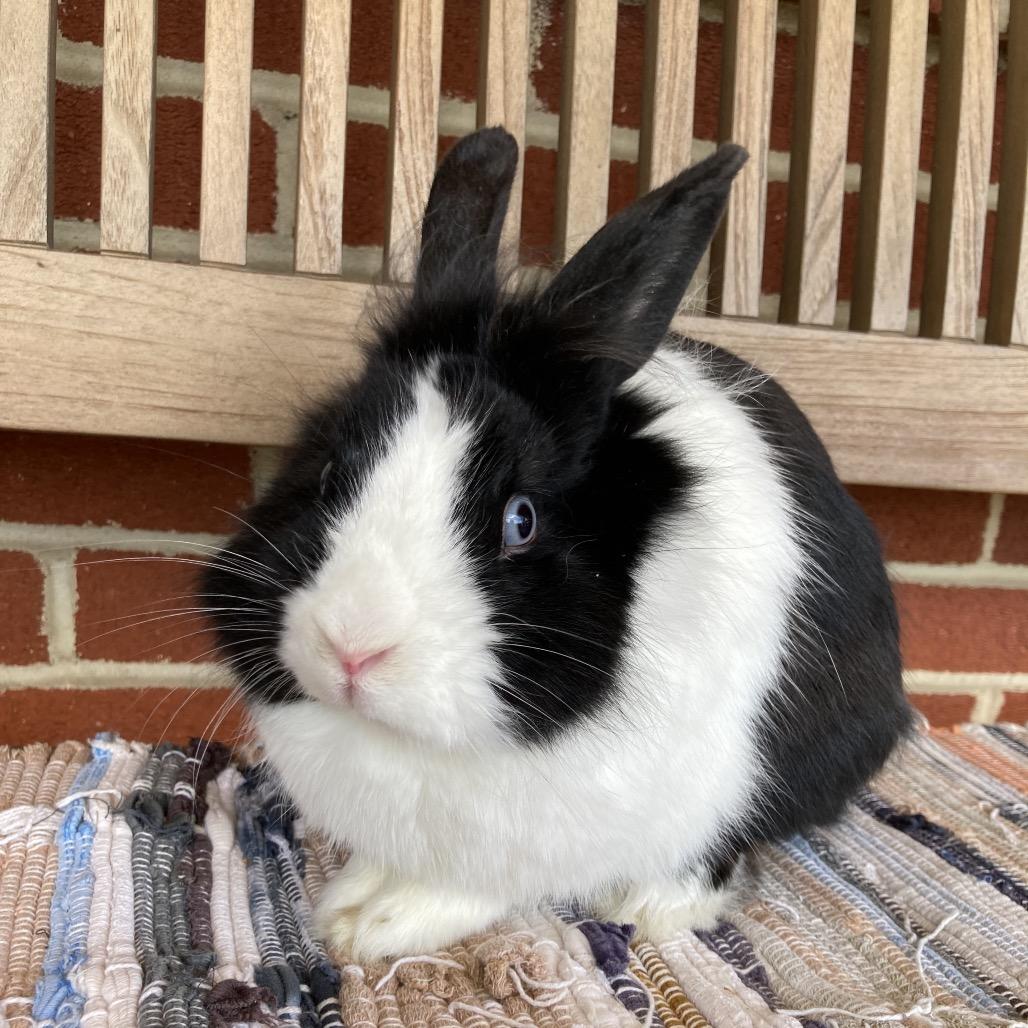 Beau, a Adoptable mixed breed in Baltimore, MD image 6/6