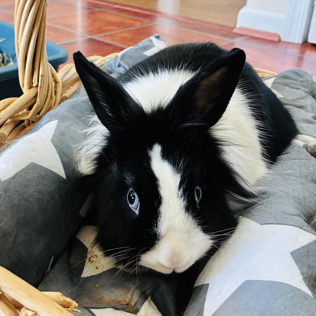 Enlarge Beau, a Adoptable mixed breed in Baltimore, MD image 6/6