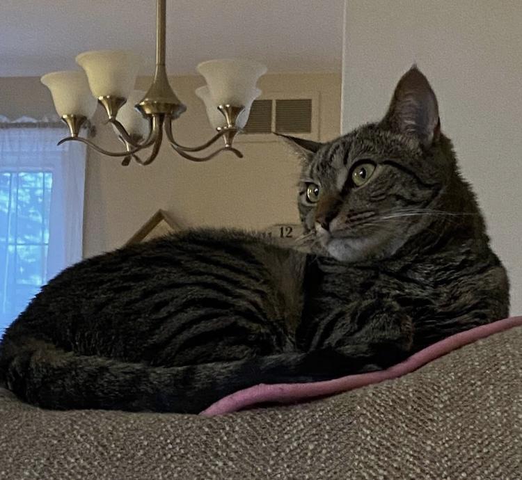 Mischief (courtesy post) , adopted, Adult Female Domestic Short Hair.