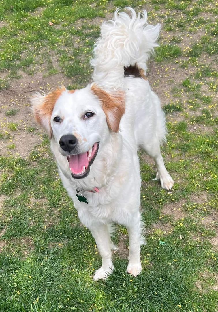 Lana, Adoptable, Young Female Mixed Breed.