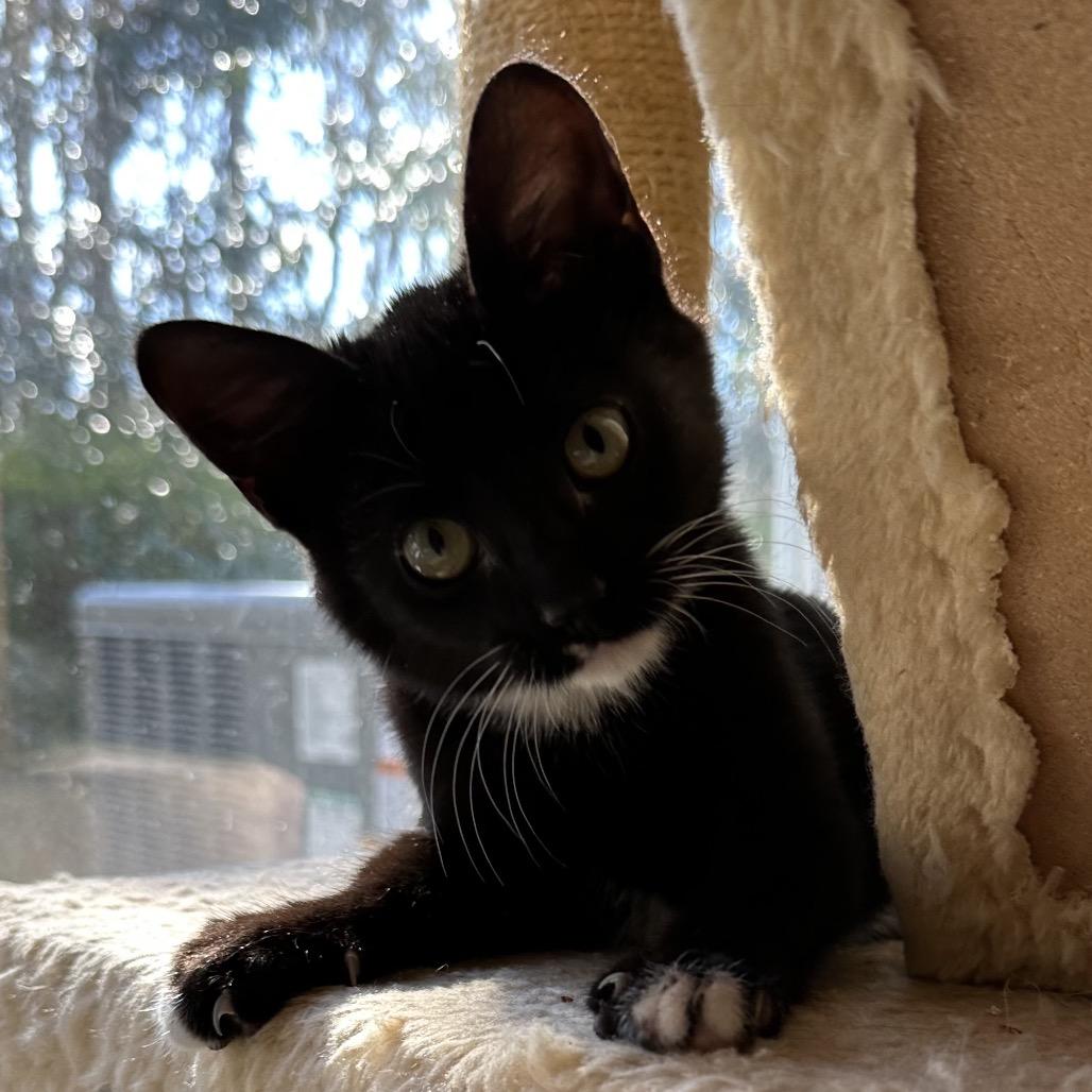 Enlarge Zuko (adopt with Sandy), a Adoptable Domestic Short Hair in Fayetteville, GA image 1/1