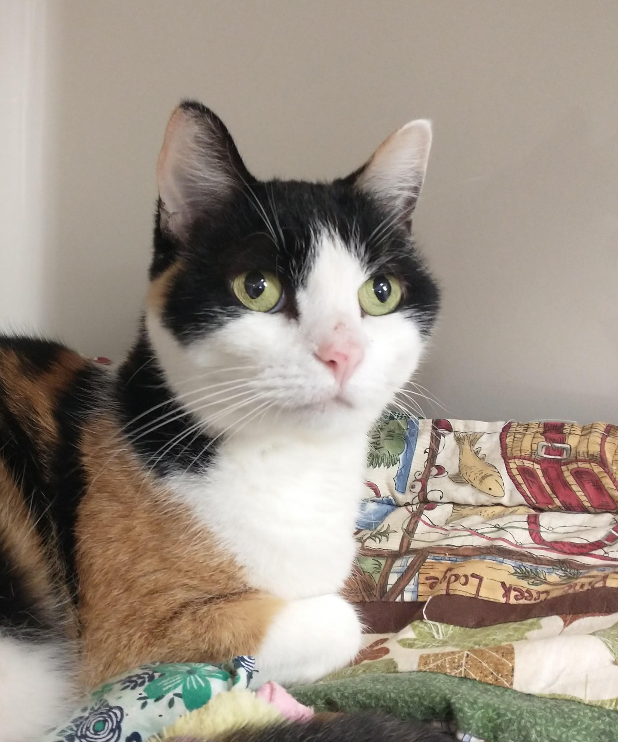Lizzy, ADOPTABLE, Senior Female Domestic Short Hair.