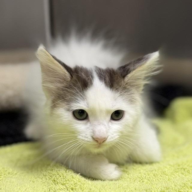 H2O, Adoptable, Kitten Female Domestic Long Hair & Domestic Short Hair.