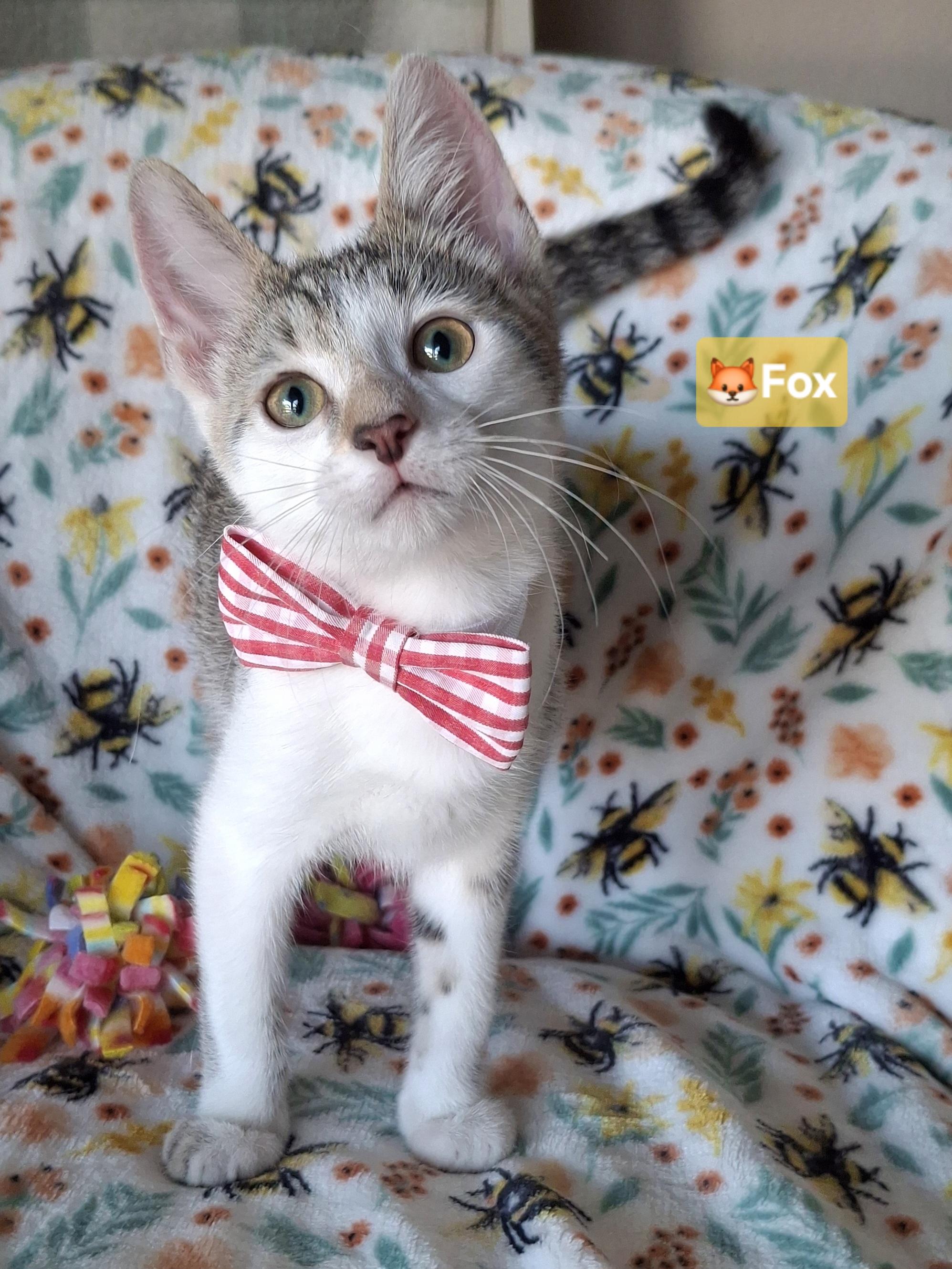 Fox, Adoptable, Kitten Male Domestic Short Hair & Tabby.