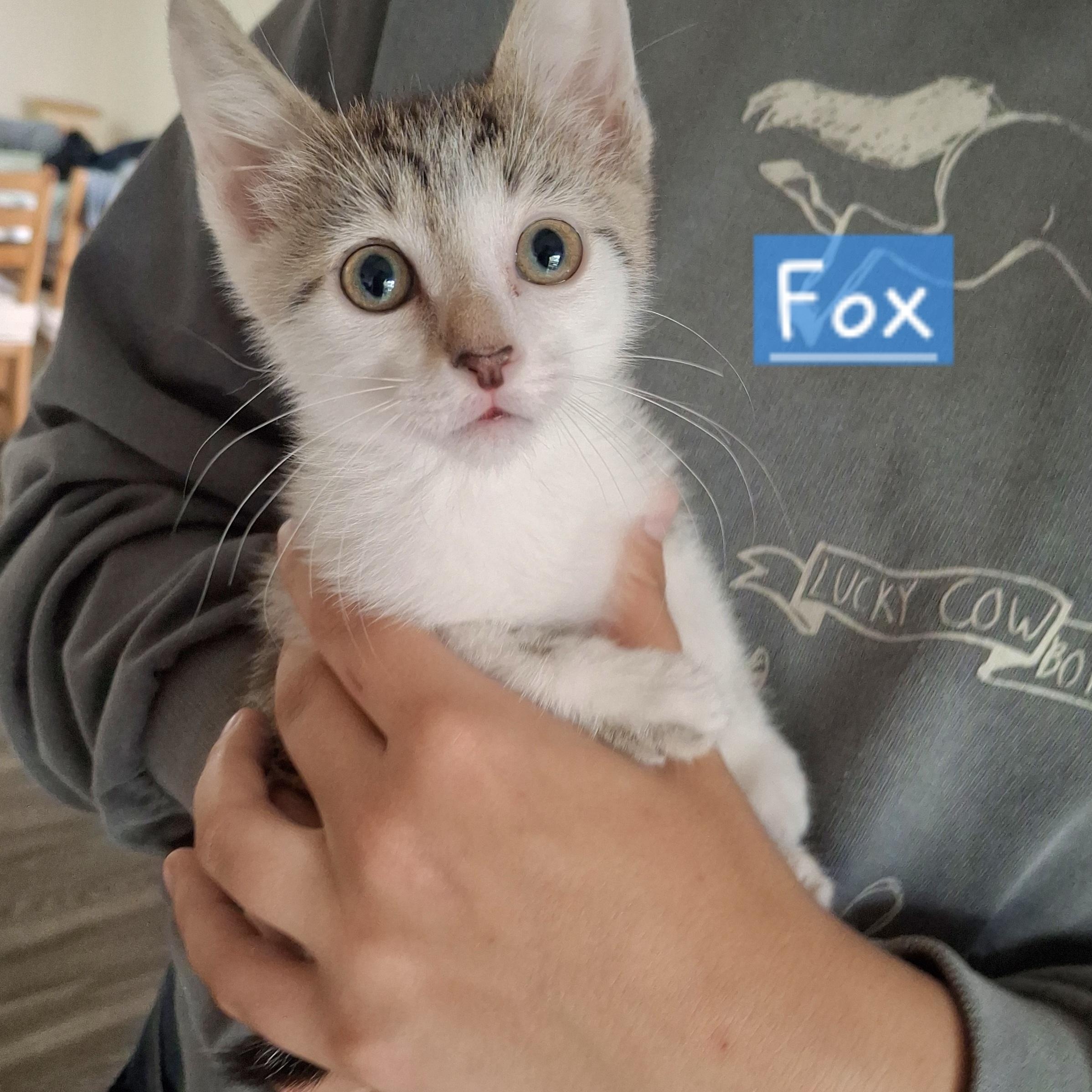 Fox, an adopted mixed breed in Yorba Linda, CA image 2/6