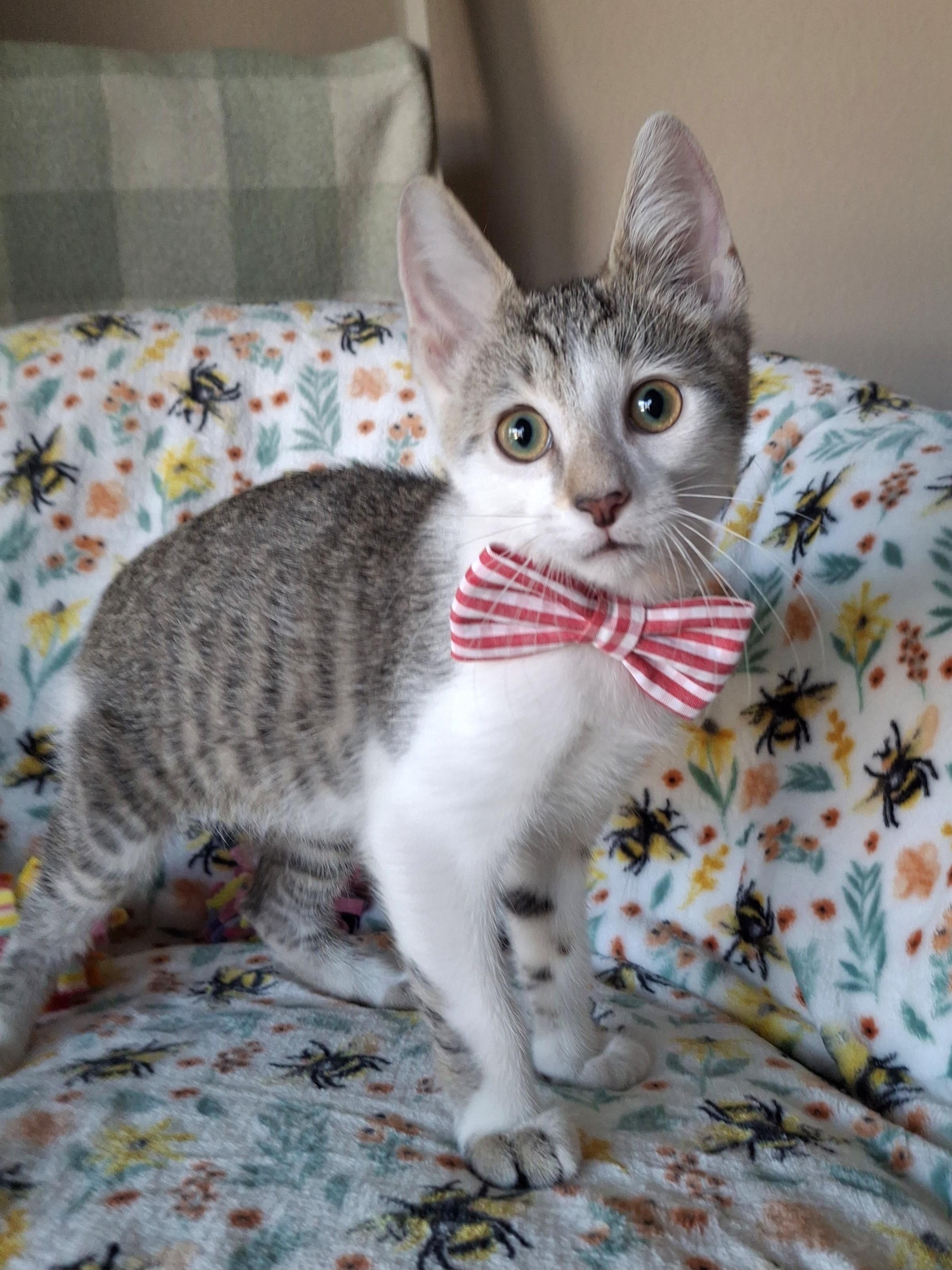 Fox, an adopted mixed breed in Yorba Linda, CA image 4/6