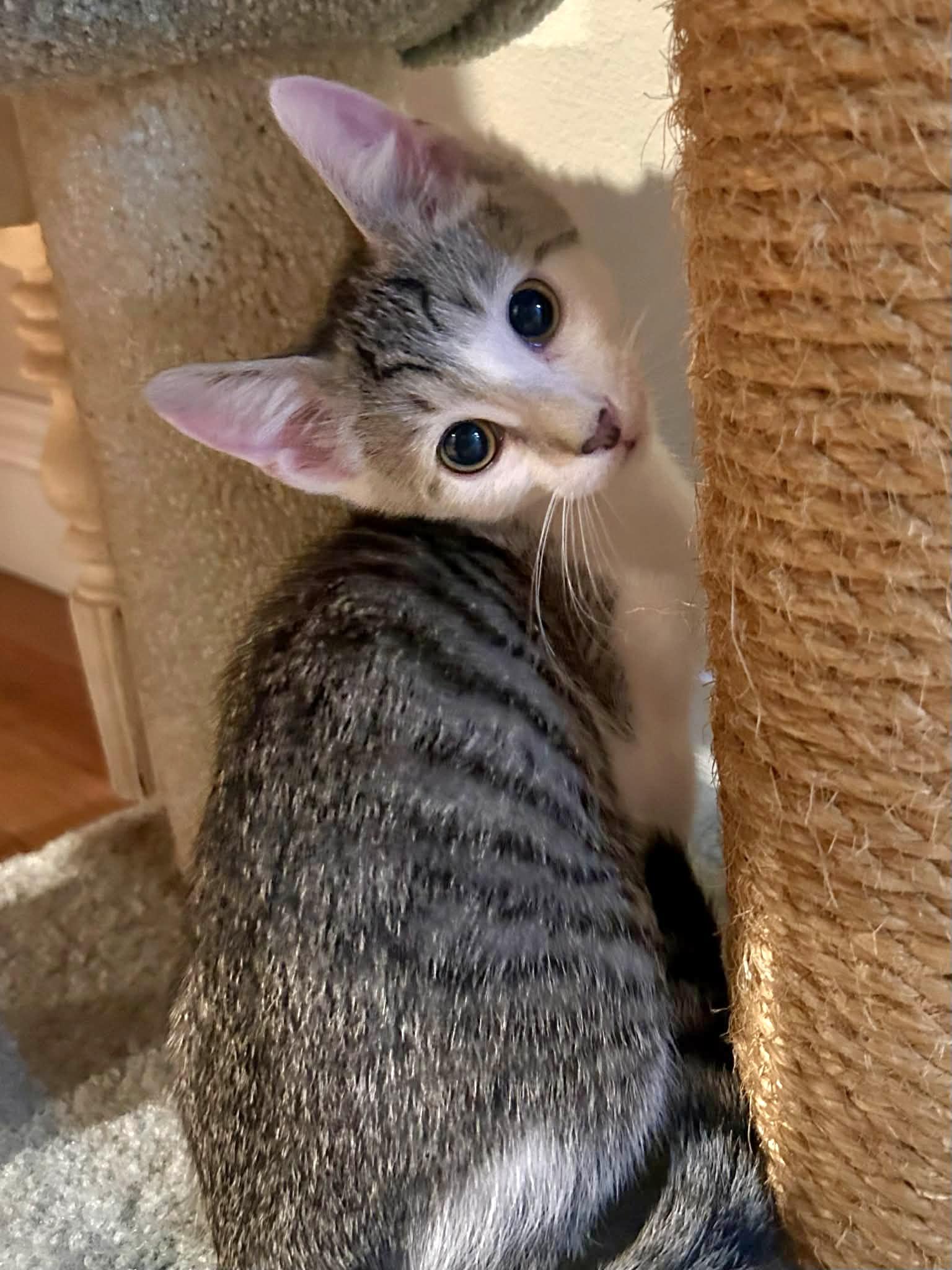 Fox, an adopted mixed breed in Yorba Linda, CA image 5/6