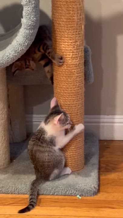 Enlarge Fox, an adopted mixed breed in Yorba Linda, CA video 6/6