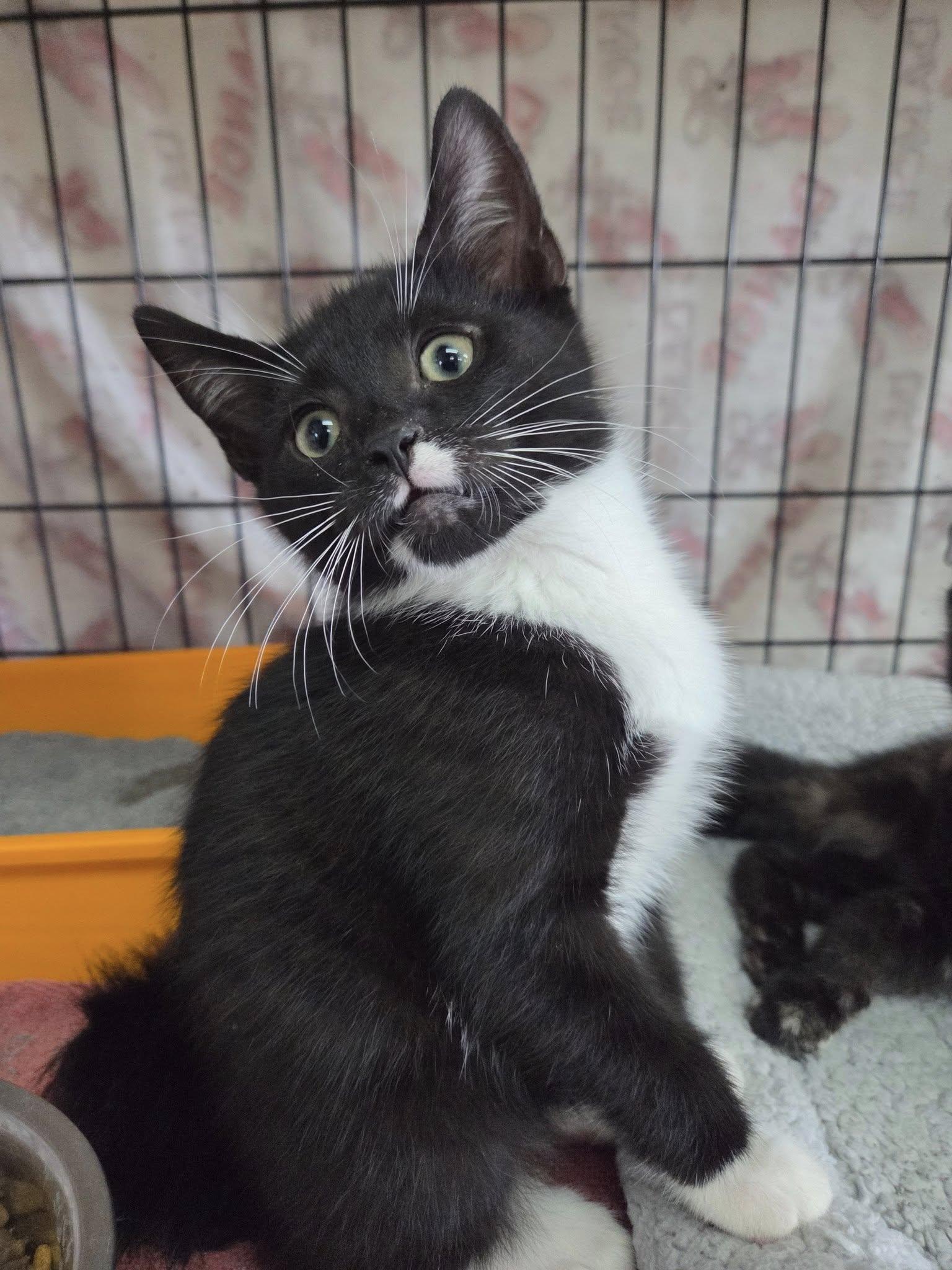 Tuxedo Kitty, Young Male unknown