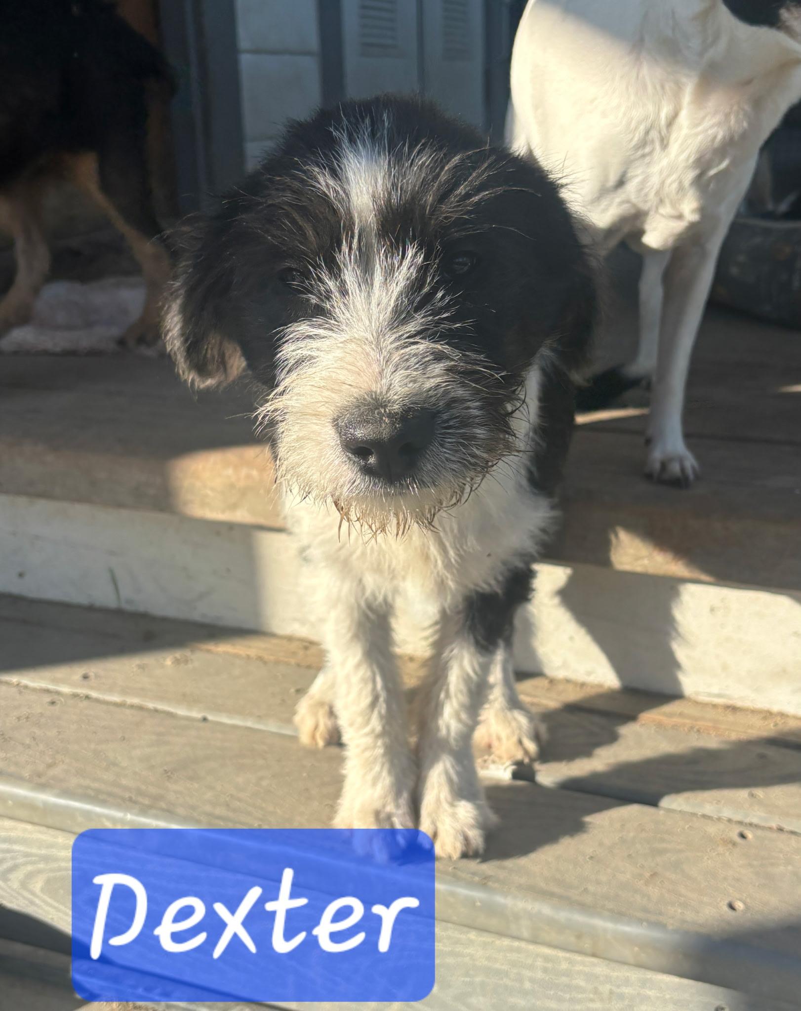 Dexter, Adoptable, Young Male Australian Cattle Dog / Blue Heeler.