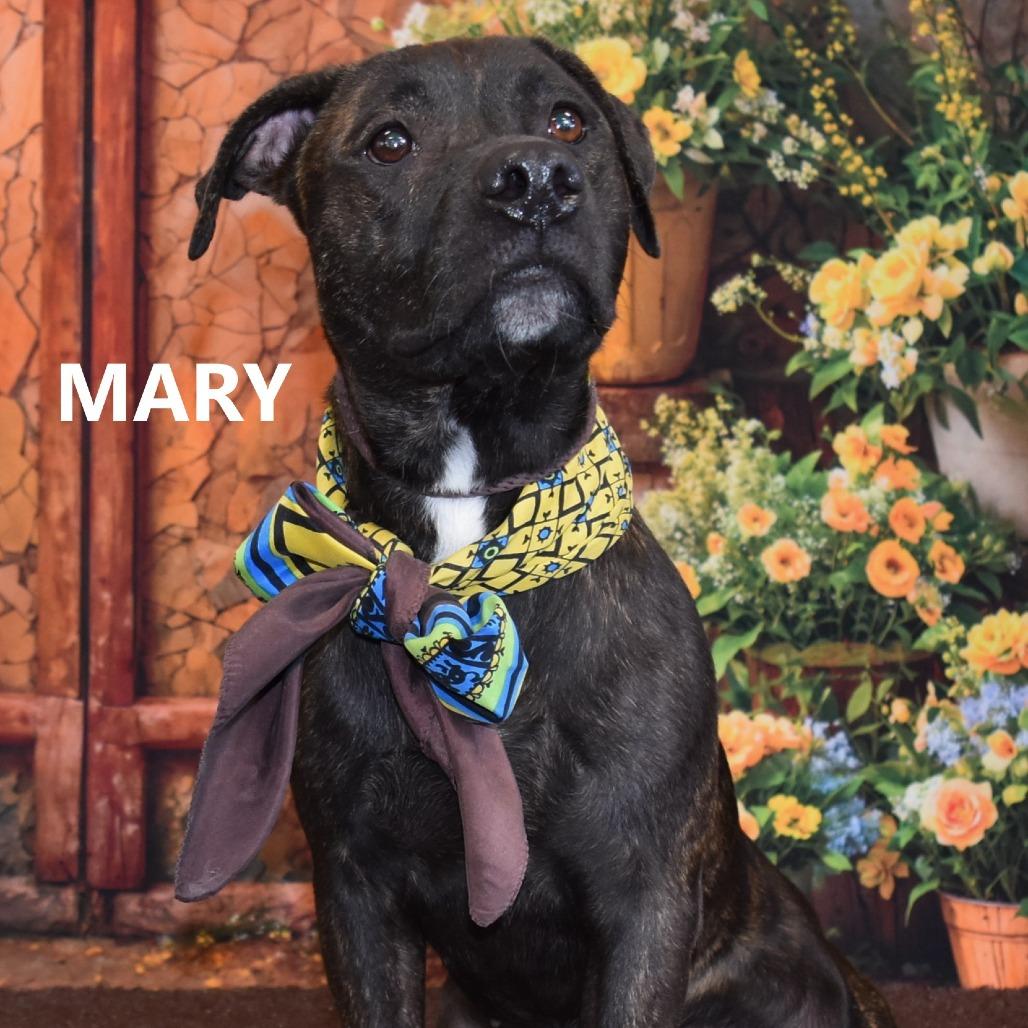 Mary, a Adoptable Pit Bull Terrier in Yuma, AZ image 1/2