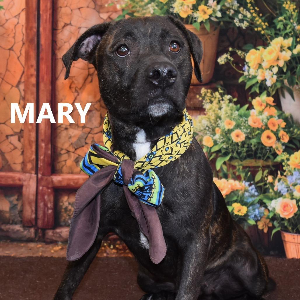 Mary, a Adoptable Pit Bull Terrier in Yuma, AZ image 2/2