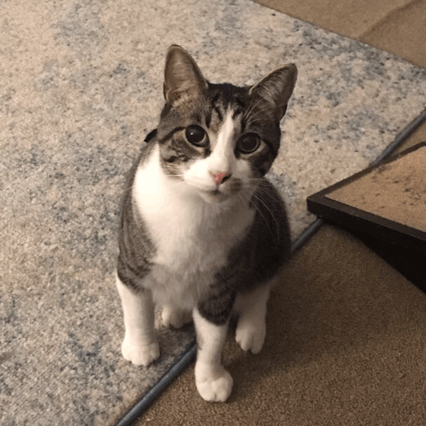 Rocky, a Adoptable Domestic Short Hair in Hopkinsville, KY image 1/8