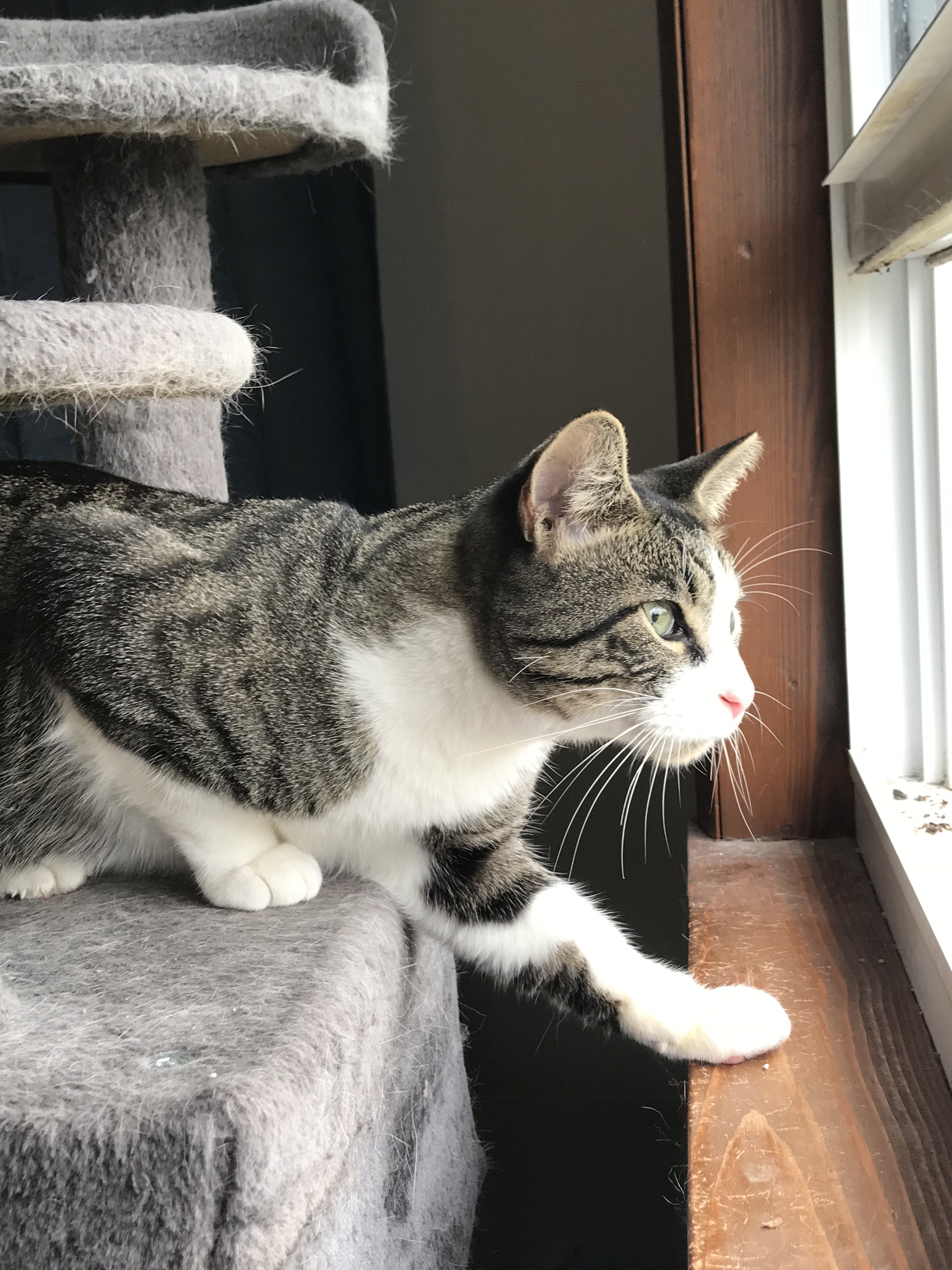 Rocky, a Adoptable Domestic Short Hair in Hopkinsville, KY image 2/8