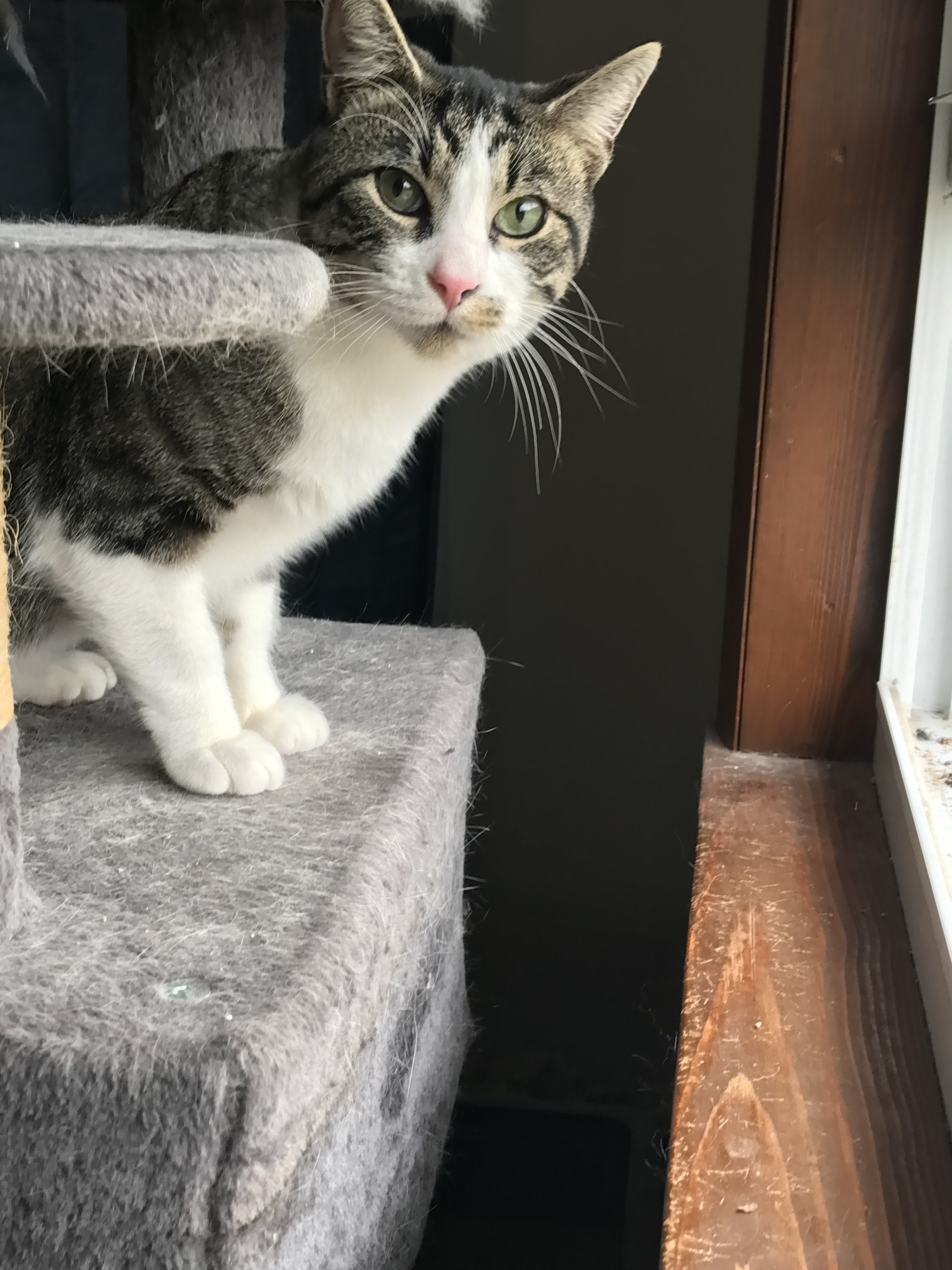 Rocky, a Adoptable Domestic Short Hair in Hopkinsville, KY image 3/8