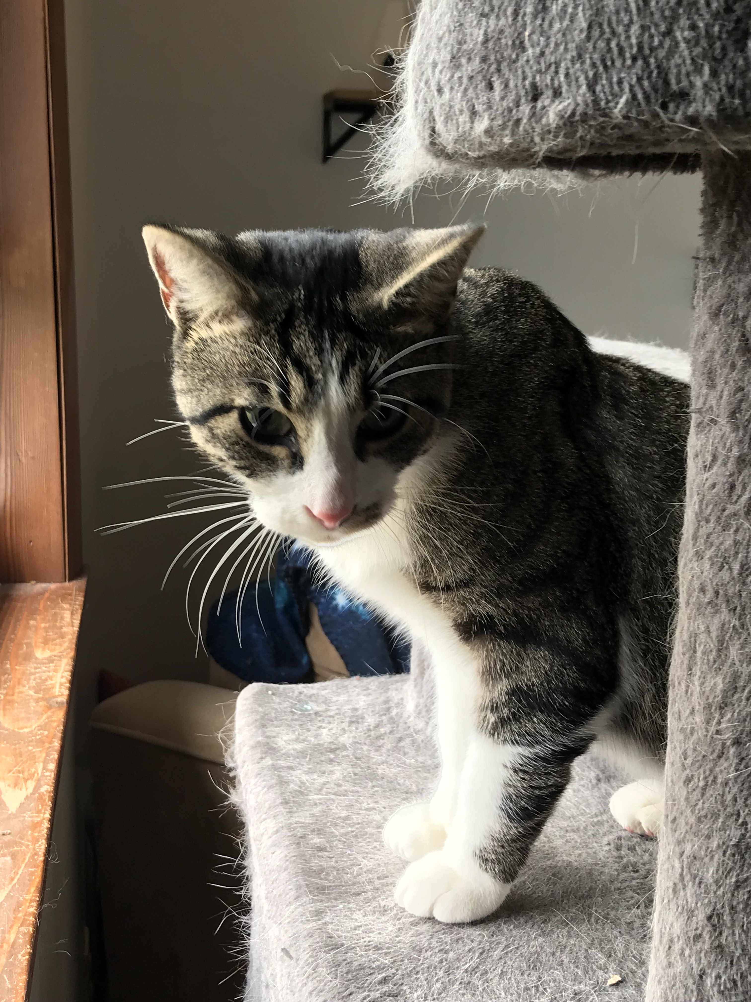 Rocky, a Adoptable Domestic Short Hair in Hopkinsville, KY image 4/8