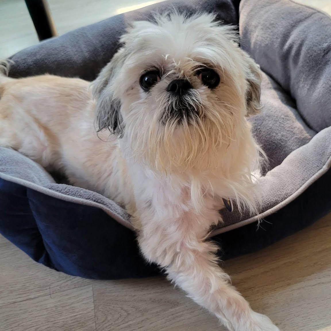 London, an adopted Shih Tzu in Severn, MD image 1/4