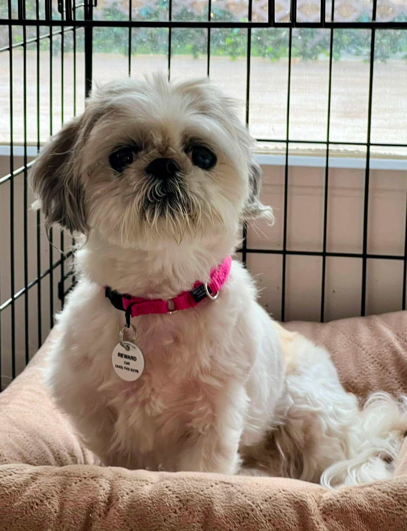 London, an adopted Shih Tzu in Severn, MD image 3/4