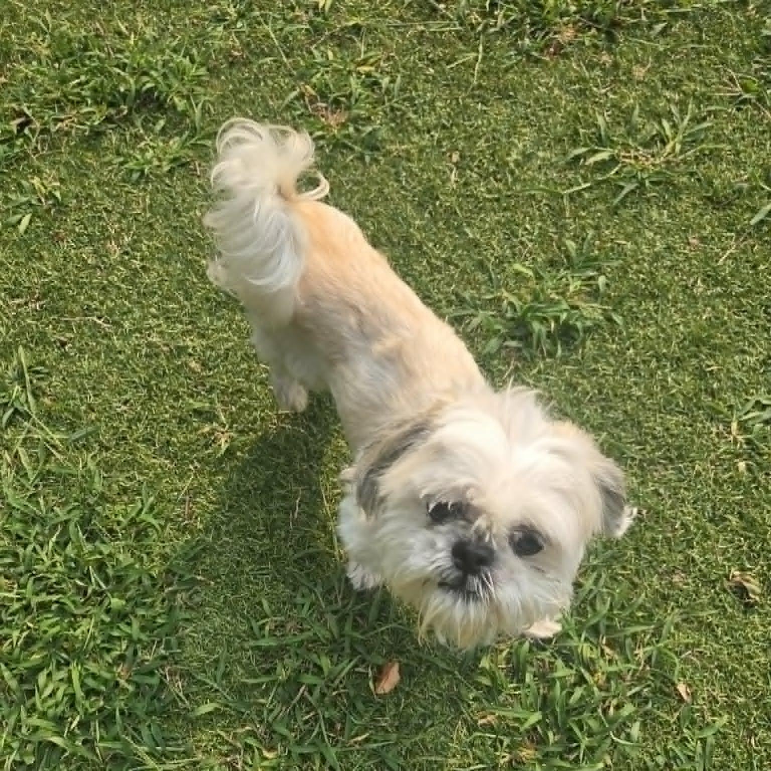 London, an adopted Shih Tzu in Severn, MD image 4/4