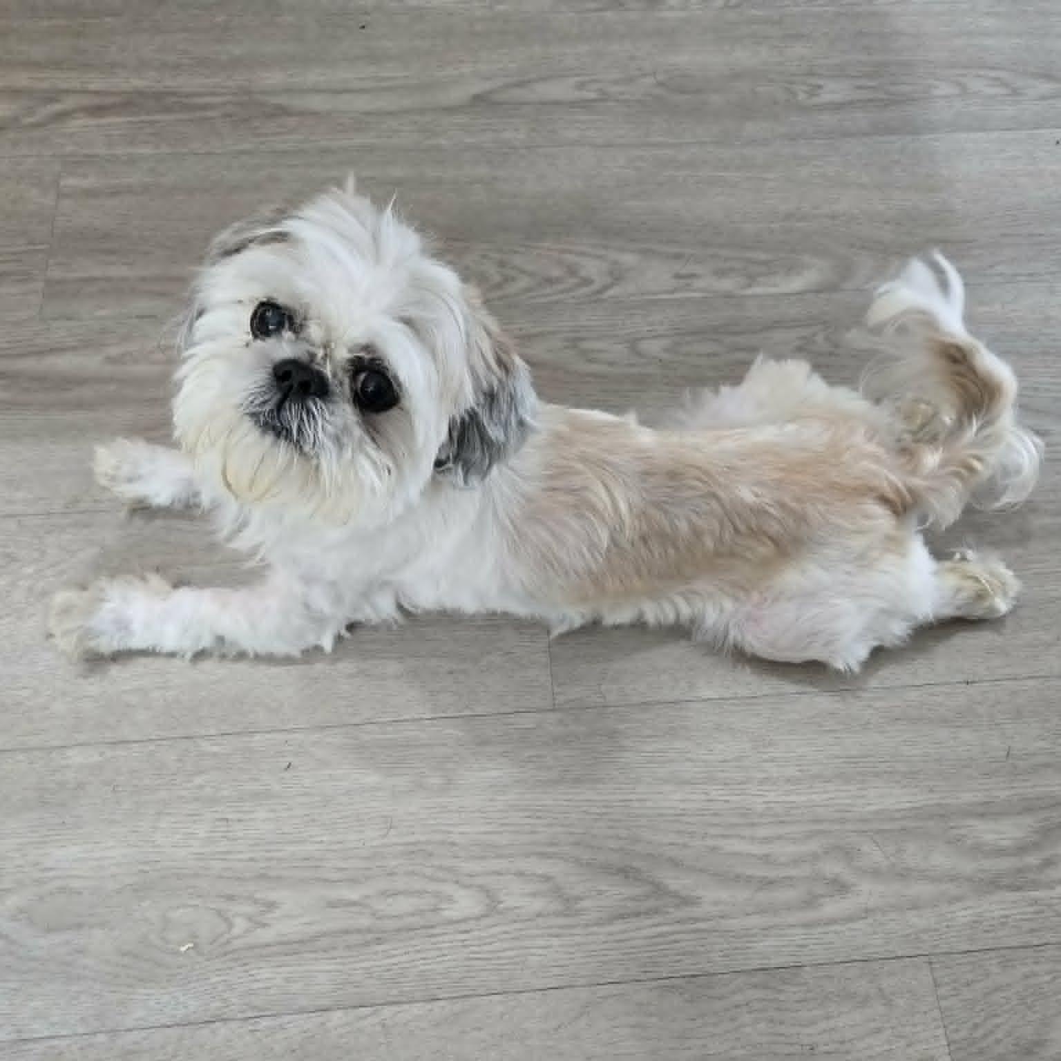 London, an adopted Shih Tzu in Severn, MD image 2/4