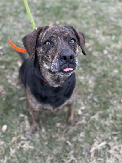 Betsy, Adoptable, Adult Female Mixed Breed & Mixed Breed.