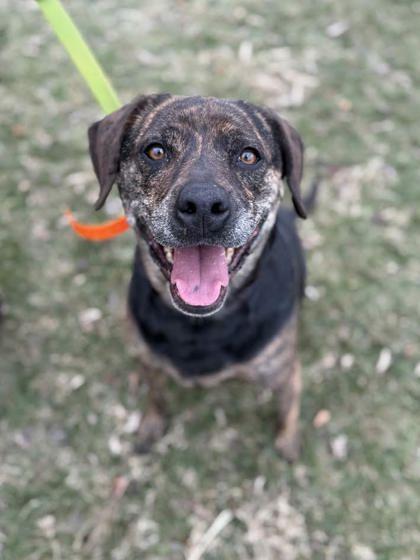 Enlarge Betsy, a Adoptable mixed breed in Winchester, VA image 2/2