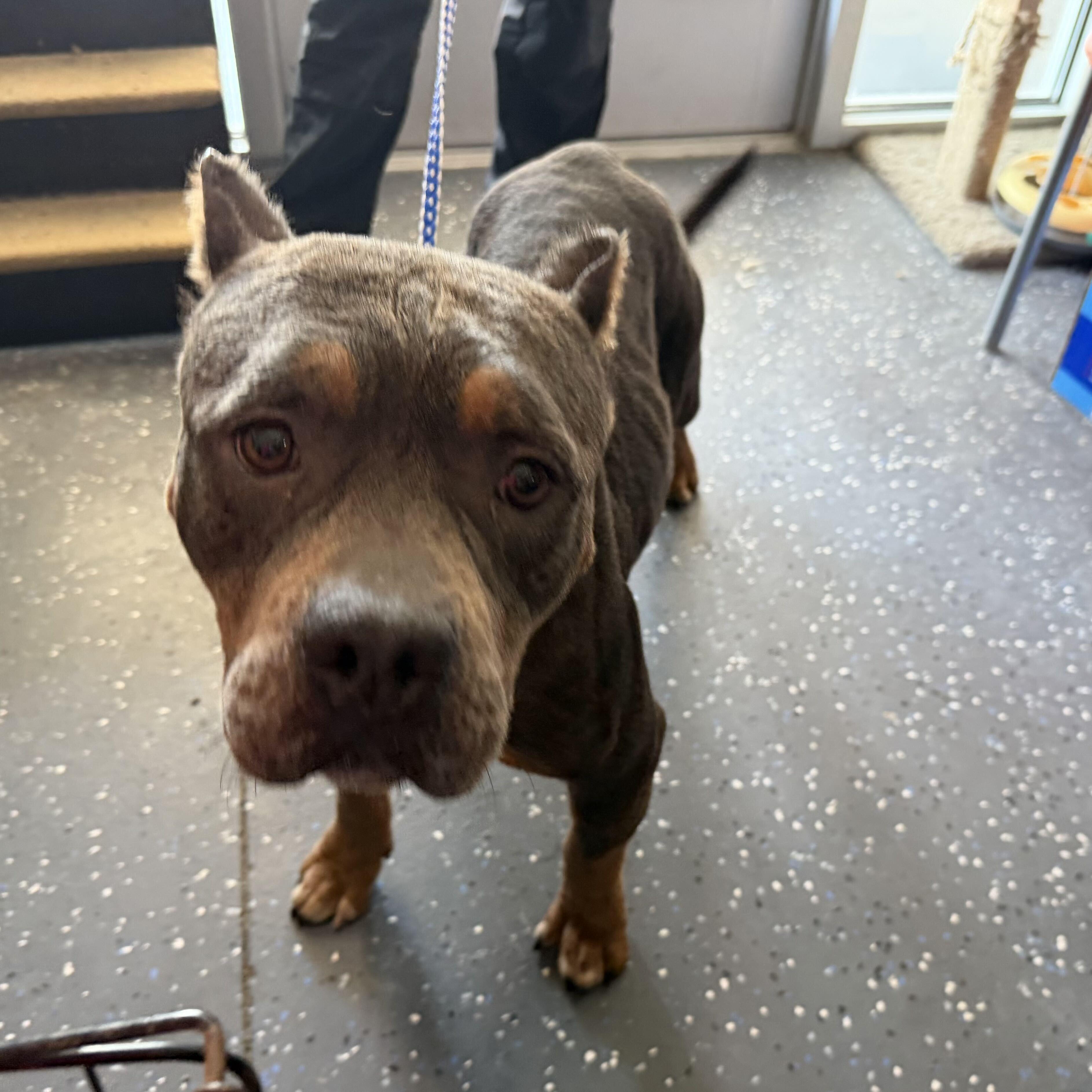 Enlarge Cassie, a Adoptable mixed breed in Portland, ME image 1/1