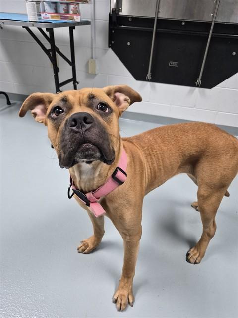 Enlarge NOLA, a Adoptable Mastiff in Saint Cloud, FL image 1/1