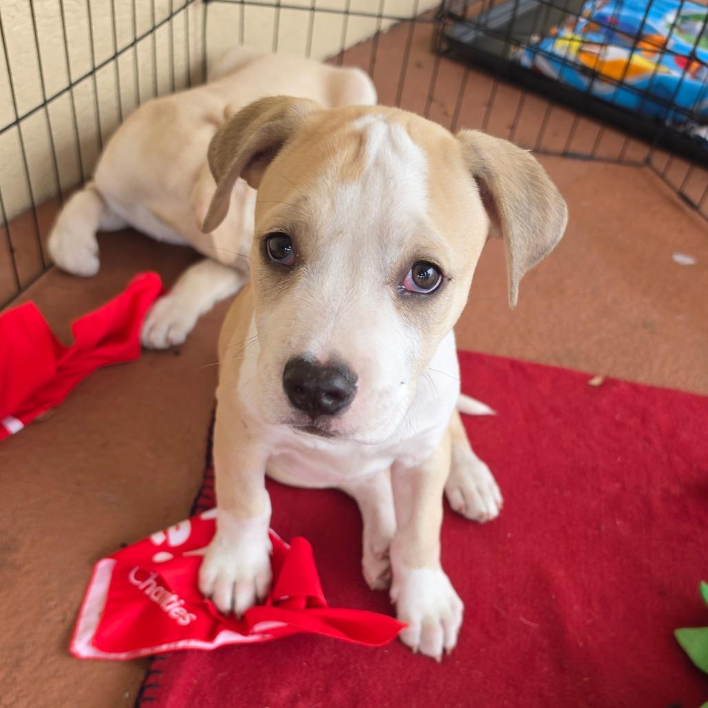 Code Red, a Adoptable Mixed Breed in Melrose, FL image 2/5