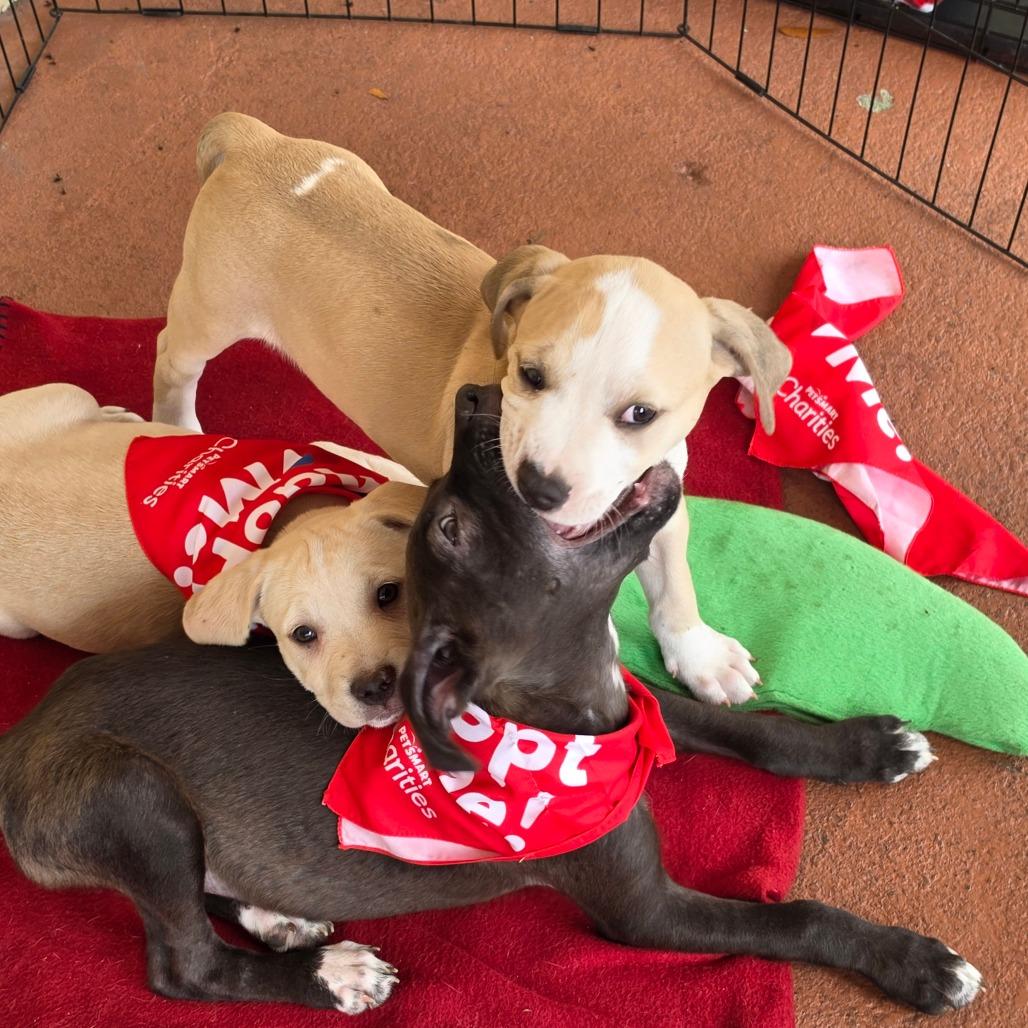 Code Red, a Adoptable Mixed Breed in Melrose, FL image 3/5