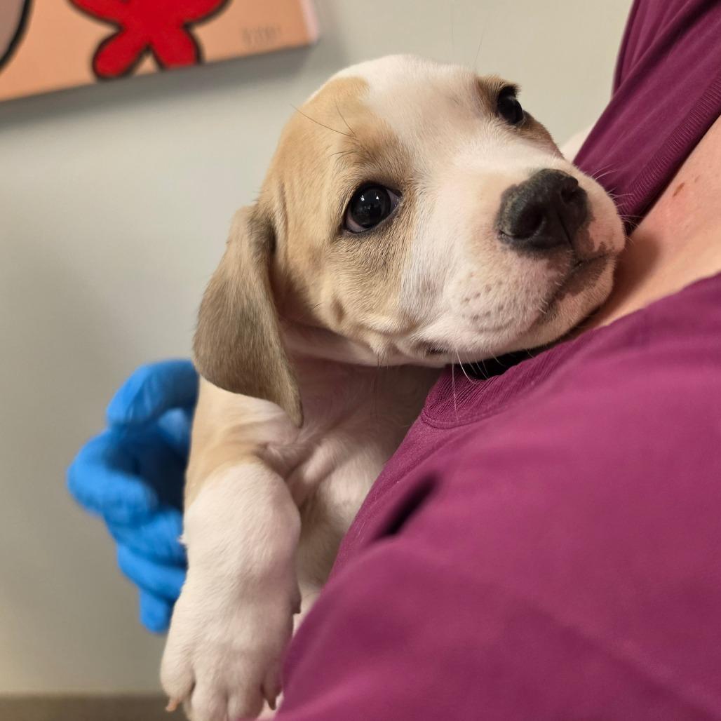 Code Red, a Adoptable Mixed Breed in Melrose, FL image 4/5