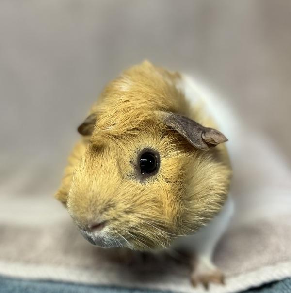 Enlarge Speedy, a Adoptable mixed breed in Monterey, CA image 1/6