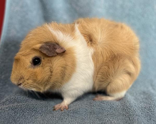 Enlarge Speedy, a Adoptable mixed breed in Monterey, CA image 2/6