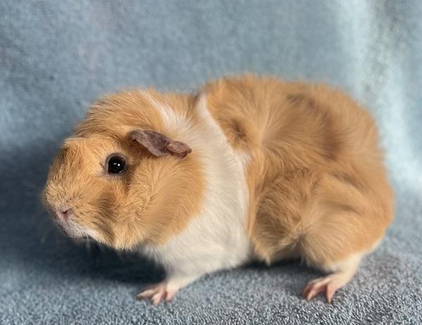 Enlarge Speedy, a Adoptable mixed breed in Monterey, CA image 3/6