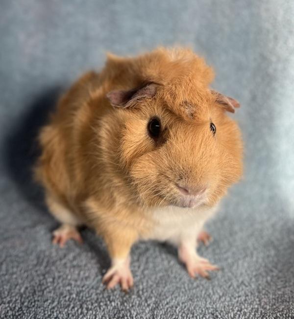 Enlarge Speedy, a Adoptable mixed breed in Monterey, CA image 4/6