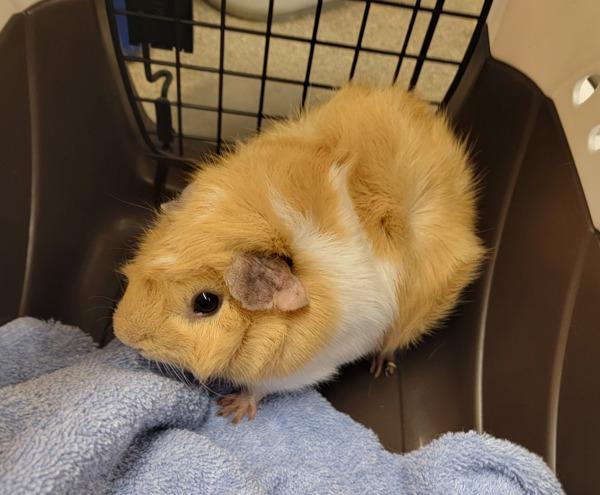 Enlarge Speedy, a Adoptable mixed breed in Monterey, CA image 6/6