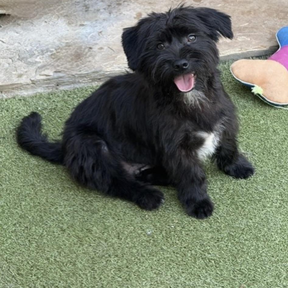 SIMON, Adoptable, Puppy Male Poodle & Chihuahua.
