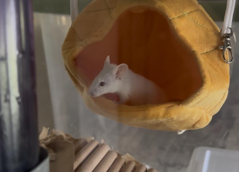 Enlarge Mellow, a Adoptable Mouse in Minneapolis, MN image 2/4