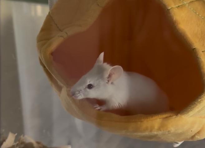 Enlarge Mellow, a Adoptable Mouse in Minneapolis, MN image 4/4