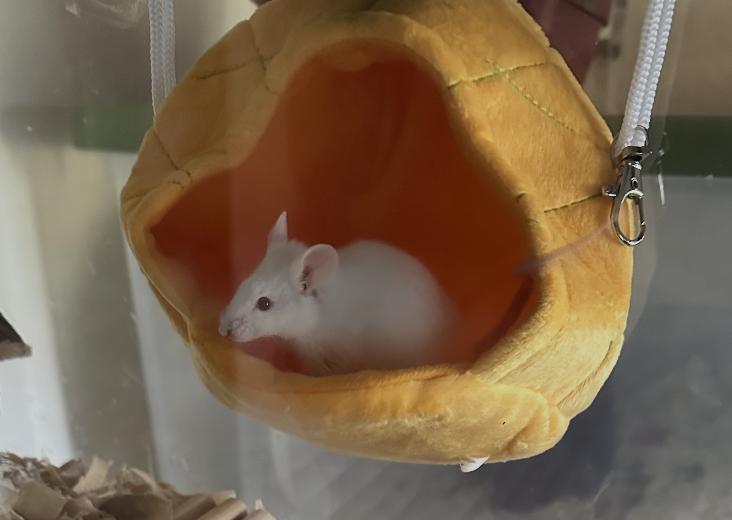Mellow, Adoptable, Young Male Mouse.