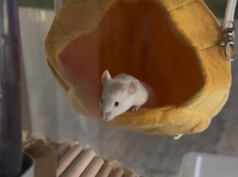 Enlarge Mellow, a Adoptable Mouse in Minneapolis, MN image 3/4