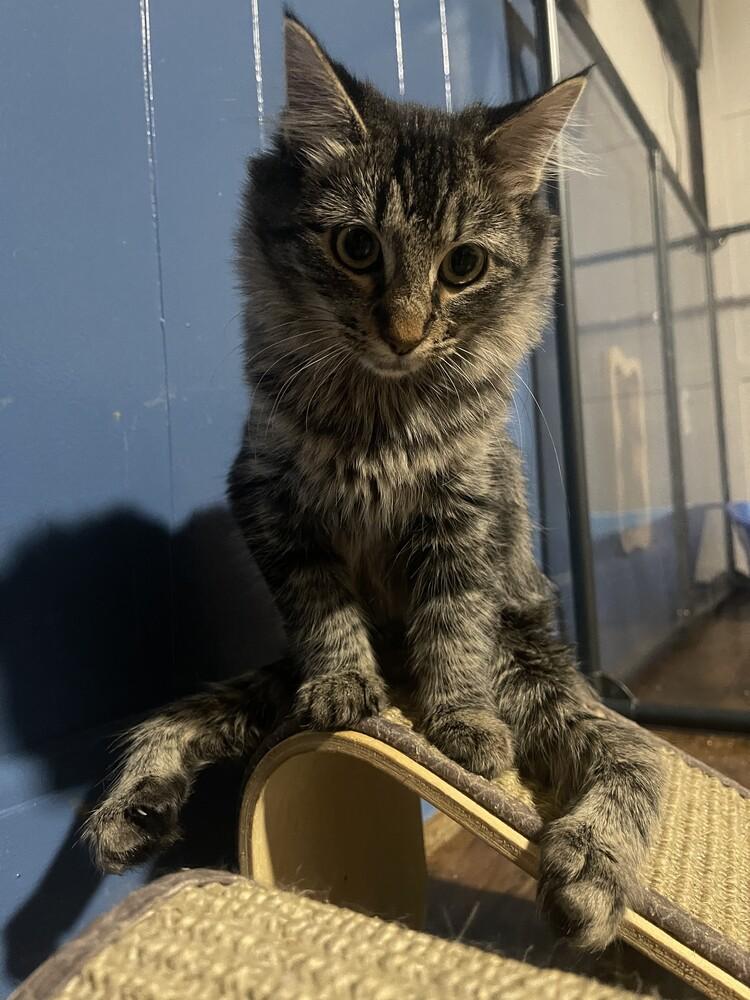 Bambi, a ADOPTABLE Domestic Medium Hair in Woodway, TX image 2/2