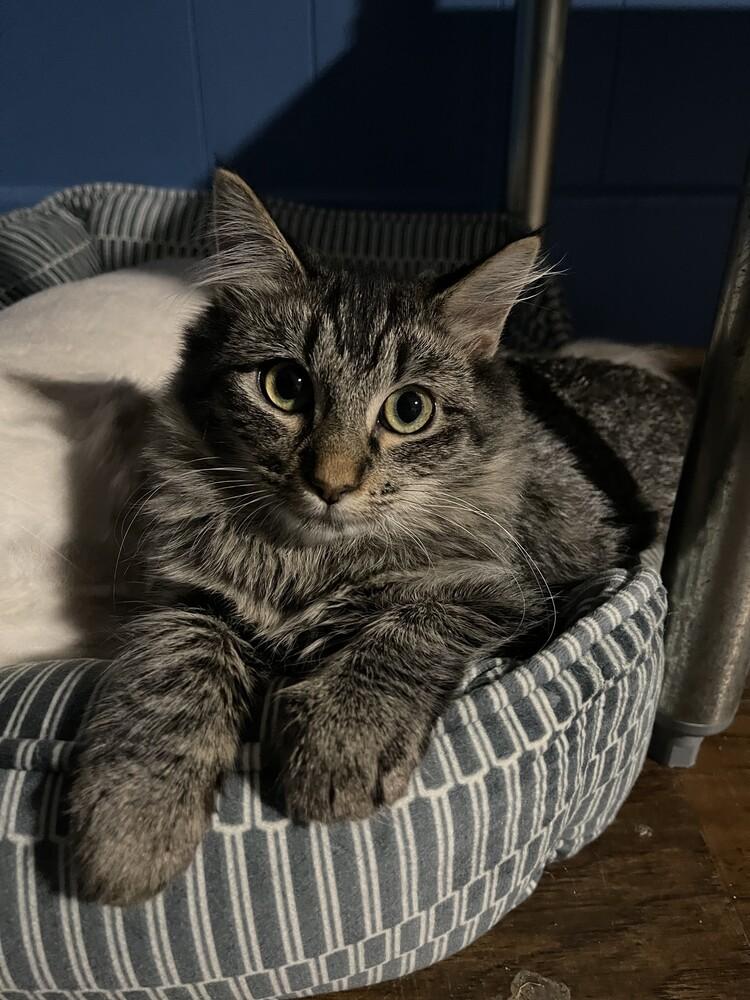 Bambi, a ADOPTABLE Domestic Medium Hair in Woodway, TX image 1/2