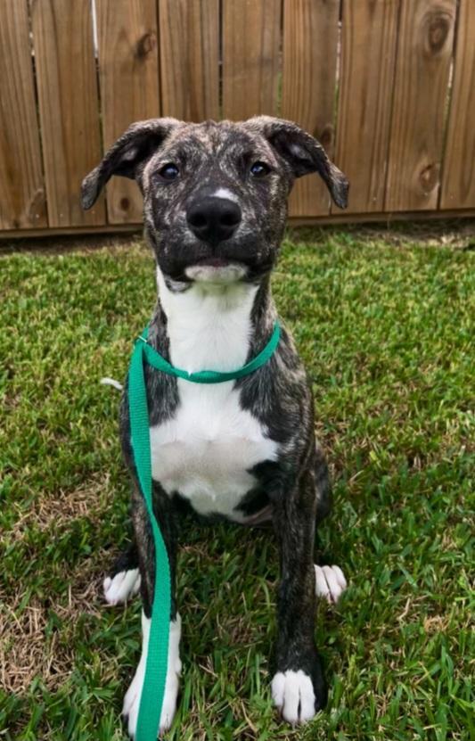 Lainey, Adopted, Puppy Female Staffordshire Bull Terrier & Boxer.