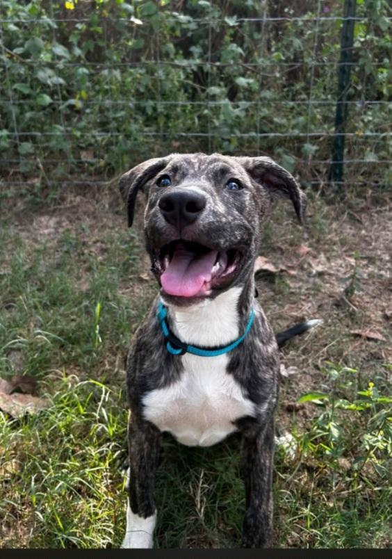 Enlarge Lainey, a Adopted mixed breed in Shippensburg, PA image 3/3